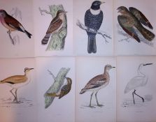 Job-Lot Rev Morris Plovers, Egret, Nightjar, 1888 Antique Lithographs -15