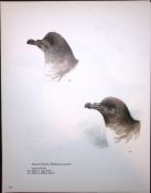 Wilson's Birds of the Antarctic Vintage Petrel Seabird Illustrations 3.