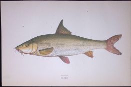 Barrel Fish Scarce Antique 1877 J. Couch Woodblock Engraving-126.