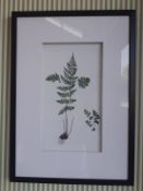 Libra Fern Prints (Set of 4)