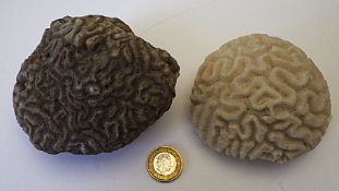 A Fossil 