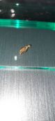 Gold Plated Silver Leaf Shape Necklace Pendant Charm