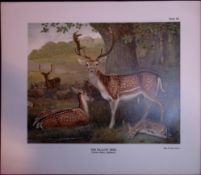 The Fallow Deer Rare Limited-Edition Antique Coloured JG Millais Print.