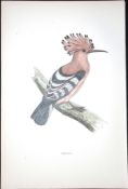 Hoopoe Rev Morris Antique History of British Birds 130 Years-Old Engraving-76