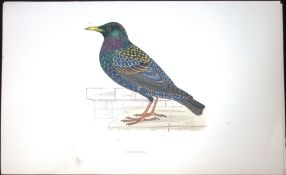 Starling Rev Morris Antique History of British Birds 130 Years-Old Engraving-82