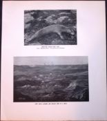 Grey Seals Moving In a Herd Rare Limited-Edition J.G. Millais Antique Print.