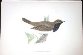 Black Throated Thrush Rev Morris Antique History of British Birds 130 Years-Old Engraving-87