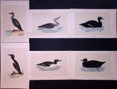 Job-Lot Scoter, Diver, Guillemot, Rev Morris Antique 170-Year-Old Bird Engravings-5