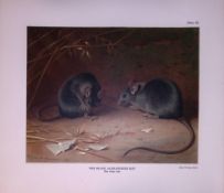 The Black Alexandrine Rat Rare Limited-Edition J.G. Millais Antique Print.