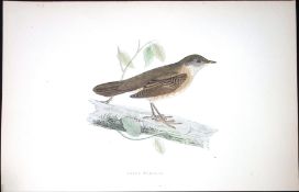 Savi’s Warbler Rev Morris Antique History of British Birds 130 Years-Old Engraving-109