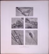 Dormouse At Play Rare Limited-Edition J.G. Millais Antique Print.