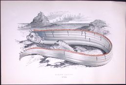 Bank’s Oarfish Fish Antique 1877 J. Couch Woodblock Scarce Engraving-248
