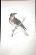 Redwing Rev Morris Antique History of British Birds 130 Years-Old Engraving-88