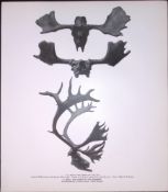 Skull & Horn Of The Elk Rare 121 Years-Old Limited-Edition JG Millais Antique Print.