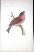 Parrot Crossbill Rev Morris Antique History of British Birds 130 Years-Old Engraving-80