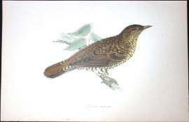 White Thrush Rev Morris Antique History of British Birds 130 Years-Old Engraving-90