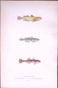 Yellow, Little, Two- Spotted, Goby Fish Antique 1877 J. Couch Woodblock Engraving-232
