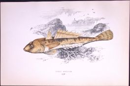Dusky Skulpin Fish Antique 1877 J. Couch Woodblock Engraving-235