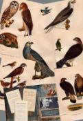 Job lot Eagle, Hawk, Owl Wilson Rare American Birds Copper Plate Engravings-8.