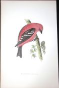 White Winged Crossbill Rev Morris Antique History of British Birds 130 Years-Old Engraving-79
