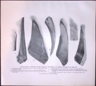 Upper Jaws Whales & Rorquals Rare Limited-Edition J.G. Millais Antique Print.