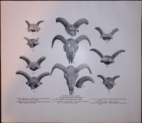 Extinct British Sheep Heads Rare 121 Years-Old Limited-Edition J.G. Millais Antique Print.