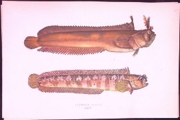 Yarrell’s Blenny Fish Antique 1877 J. Couch Woodblock Scarce Engraving-242