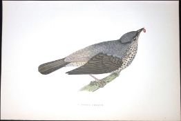 Misel Thrush Rev Morris Antique History of British Birds 130 Years-Old Engraving-85