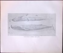 The Blue Whale At St Lawrence Rare Limited-Edition J.G. Millais Antique Print.