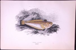 Viper Weever Fish Scarce Antique 1877 J. Couch Woodblock Engraving-218