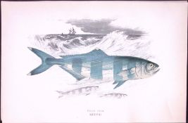 Pilot Fish Scarce Antique 1877 J. Couch Woodblock Engraving-226