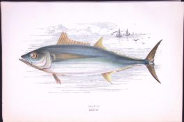 Germon Fish Scarce Antique 1877 J. Couch Woodblock Engraving-222