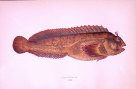 Gattorugine Fish Antique 1877 J. Couch Woodblock Scarce Engraving-239