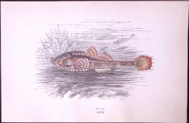 Pogge Fish Scarce Antique 1877 J. Couch Woodblock Engraving-210