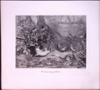 The Weasel & Small Birds Rare 121 Years-Old Limited-Edition Antique Print