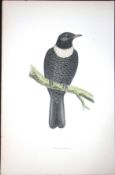 Ring Ouzel Rev Morris Antique History of British Birds 130 Years-Old Engraving-94