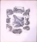Studies of Wild Cats Rare 121 Years-Old Limited-Edition J.G. Millais Antique Print.