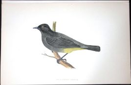 Gold Vented Thrush Rev Morris Antique History of British Birds 130 Years-Old Engraving-91