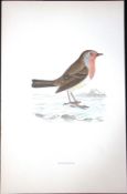 Redbreast Rev Morris Antique History of British Birds 130 Years-Old Engraving-98