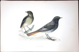 Blackstart Rev Morris Antique History of British Birds 130 Years-Old Engraving-101