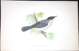 Orphean Warbler Rev Morris Antique History of British Birds 130 Years-Old Engraving-120