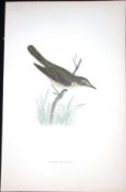 Marsh Warbler Rev Morris Antique History of British Birds 130 Years-Old Engraving-117