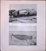 68 Foot Bull Sperm Whale In Shetland Rare Limited-Edition Antique Print.