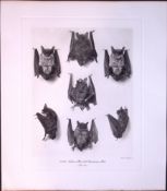 Natterers & Daubentons Bats Rare Limited-Edition J.G. Millais Heliogravure Print.