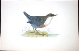 Dipper Rev Morris Antique History of British Birds 130 Years-Old Engraving-84