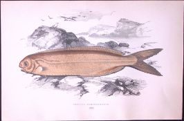 Cornish Fish Scarce Antique 1877 J. Couch Woodblock Engraving-214