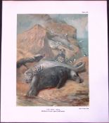 The Grey Seal Male Rare 121 Years-Old Limited-Edition Coloured Antique Print.