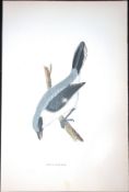 Grey Shrike Rev Morris Antique History of British Birds 130 Years-Old Engraving-61