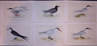 Job-Lot The Tern Family Species Rev Morris Antique 170-Year-Old Bird Engravings-2