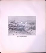 Wild Cat Stalking Mountain Hares Rare Limited-Edition Antique Print